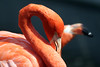 Stone Zoo : 