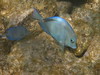 Aruba underwater : 