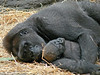 Franklin Park Zoo : 