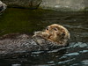 Vancouver Aquarium : 
